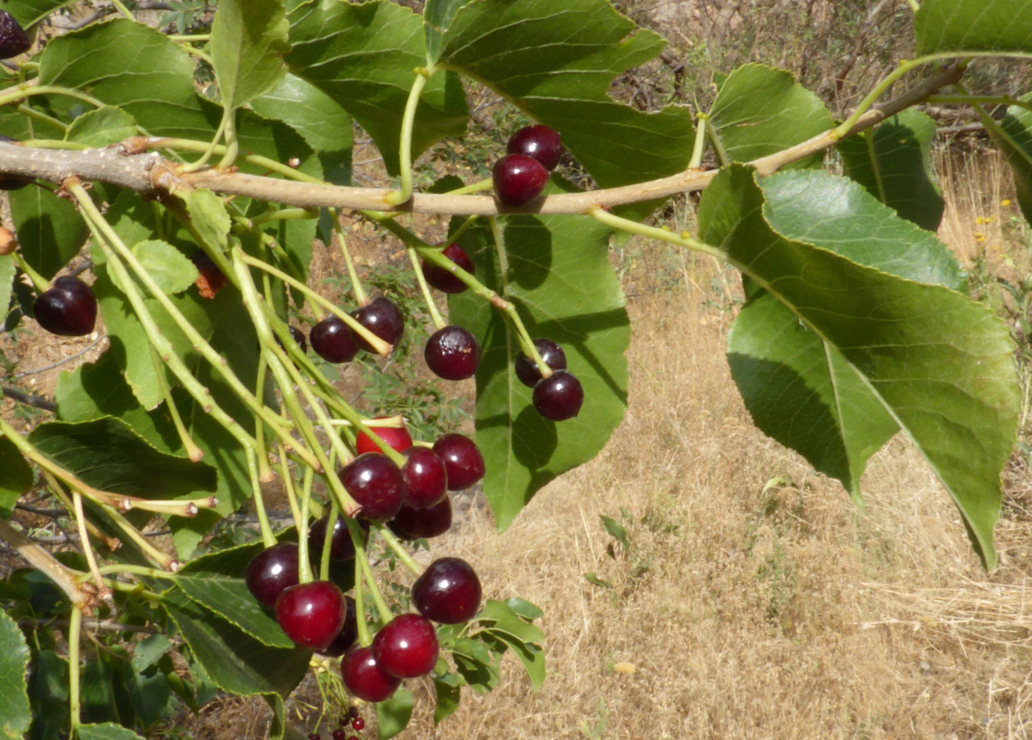 Close-up photo of an Arabian Cherry Tree's ripening fruits cherries in spring and summer, Species: Prunus mahaleb, small tree. Shop premium seeds at www.plantsamerica.com