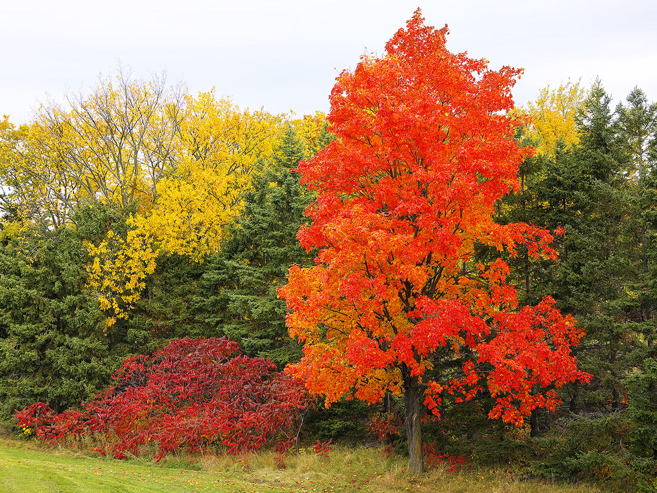 Northern Sugar Maple Tree | Premium Seeds | Acer saccharum 'Summer' | Plants'® - Plants'