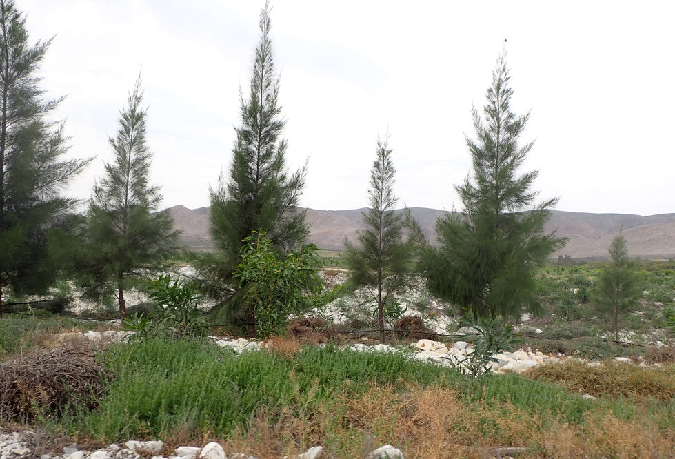 Australian River Pine Tree | Premium Seeds | Casuarina cunninghamiana | Plants'® - Plants'