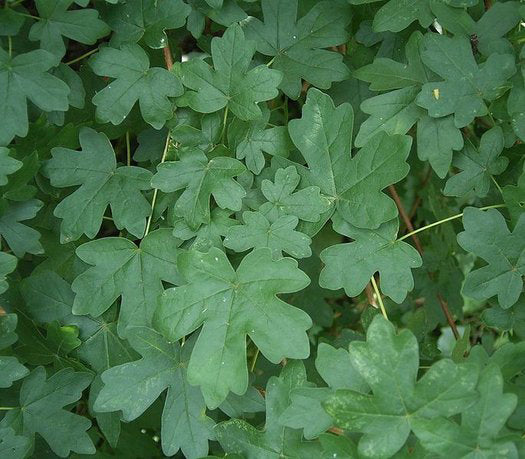 Field Maple Tree | Premium Seeds | Acer campestre 'Fall' | Plants'® - Plants'
