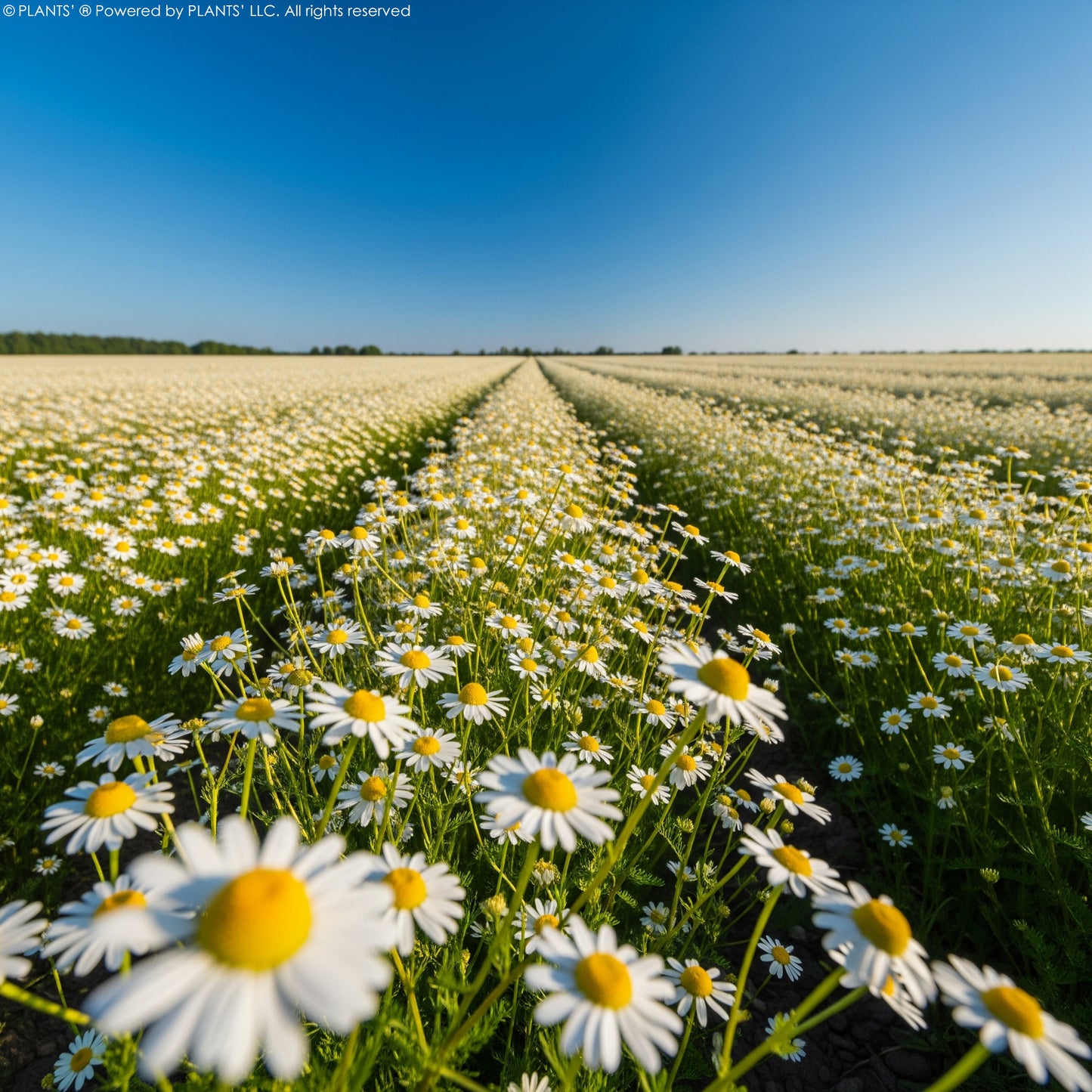 German Chamomile Flowers | Premium Seeds | Matricaria recutita 'German' | Plants'®