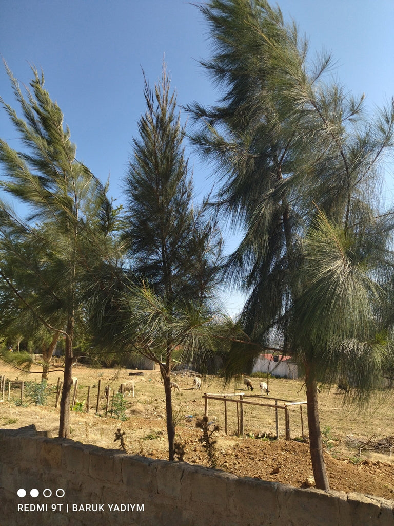Australian River Pine Tree | Premium Seeds | Casuarina cunninghamiana | Plants'® - Plants'