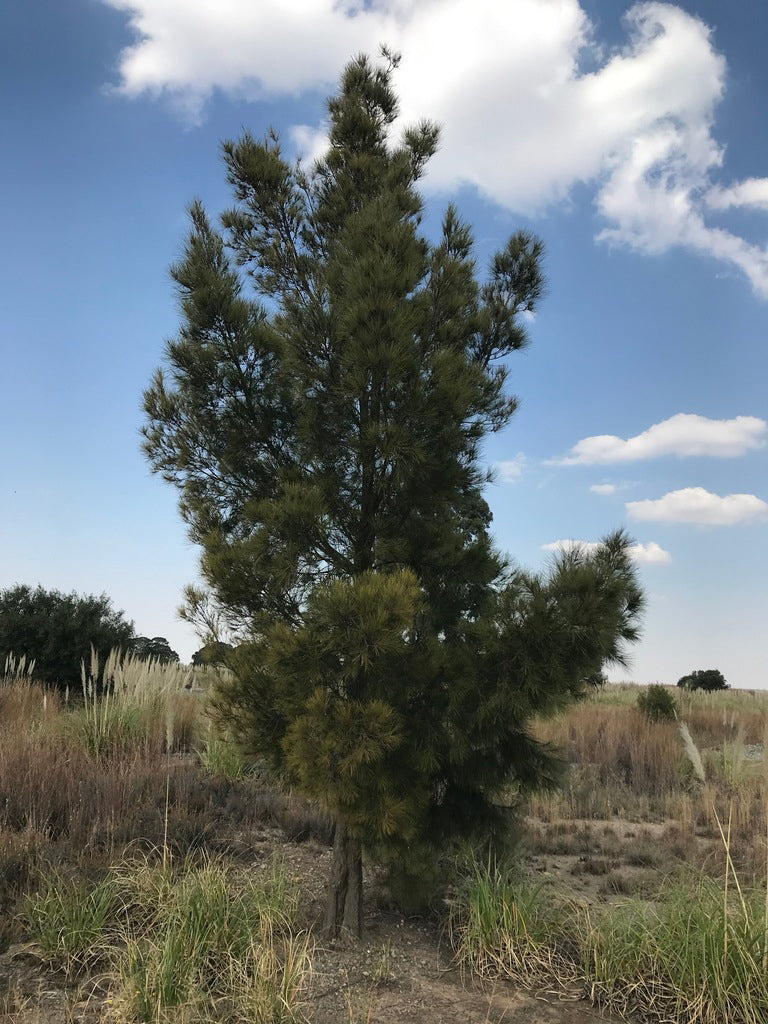 Australian River Pine Tree | Premium Seeds | Casuarina cunninghamiana | Plants'® - Plants'