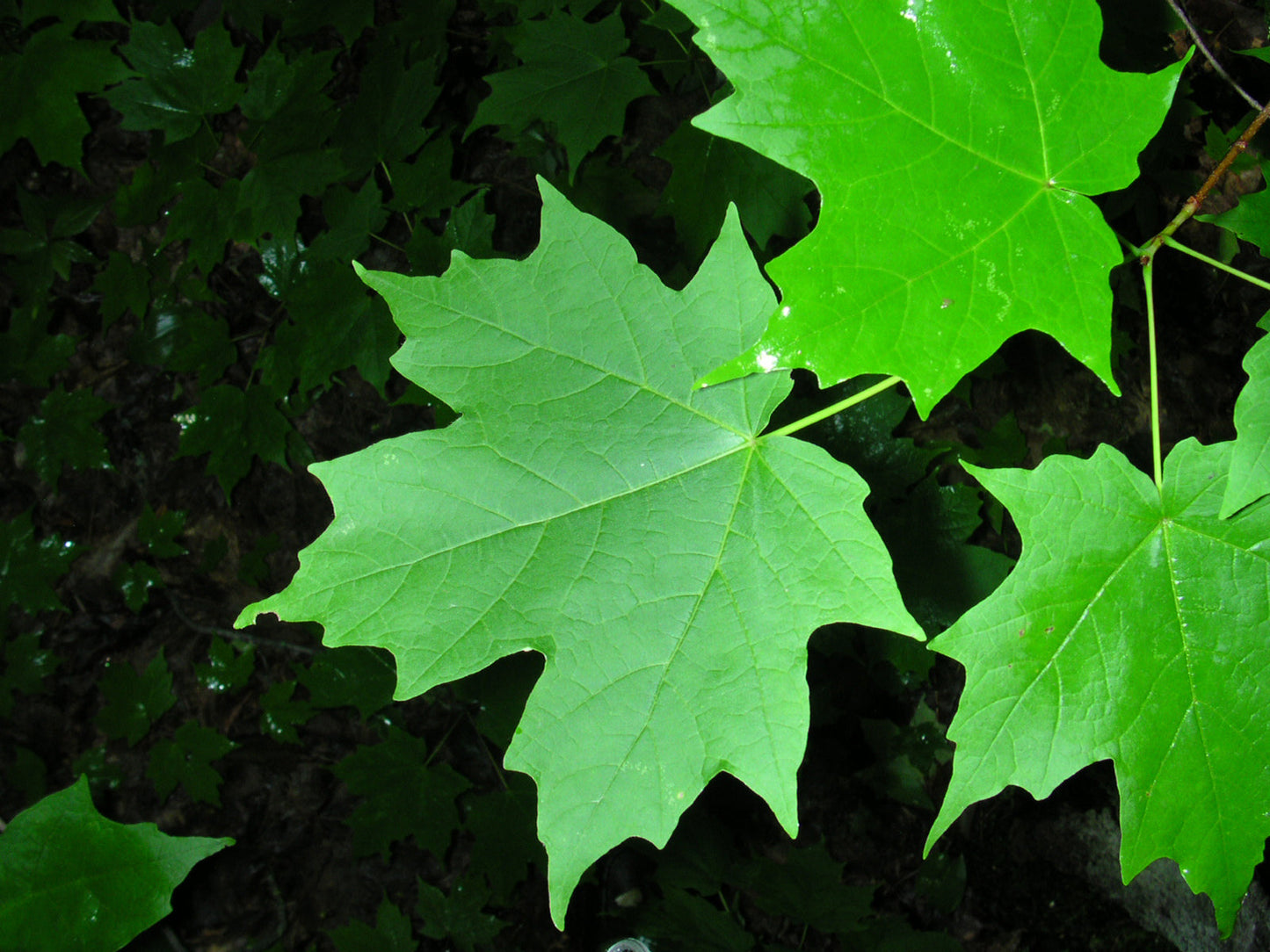 Northern Sugar Maple Tree | Premium Seeds | Acer saccharum 'Summer' | Plants'® - Plants'