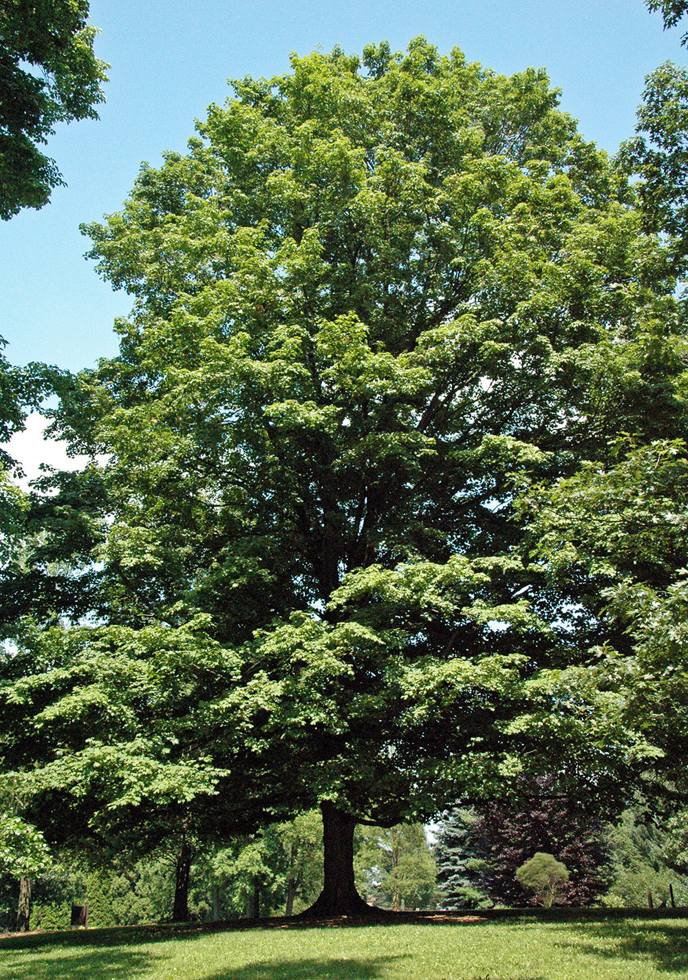 Northern Sugar Maple Tree | Premium Seeds | Acer saccharum 'Summer' | Plants'® - Plants'