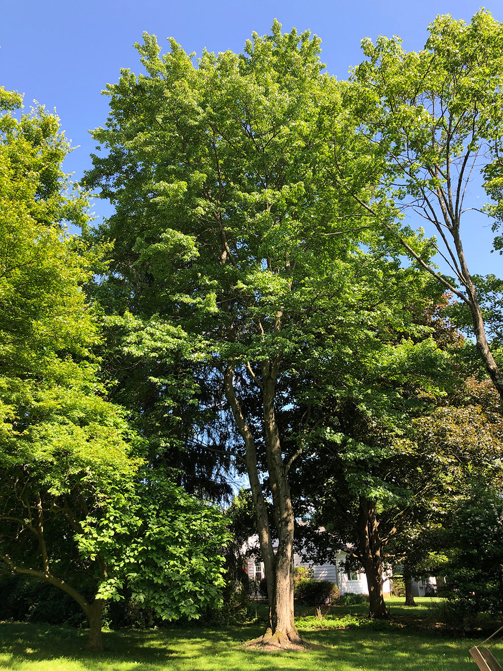 Northern Red Maple Tree | Premium Seeds | Acer rubrum 'Summer' | Plants'Ā® - Plants'