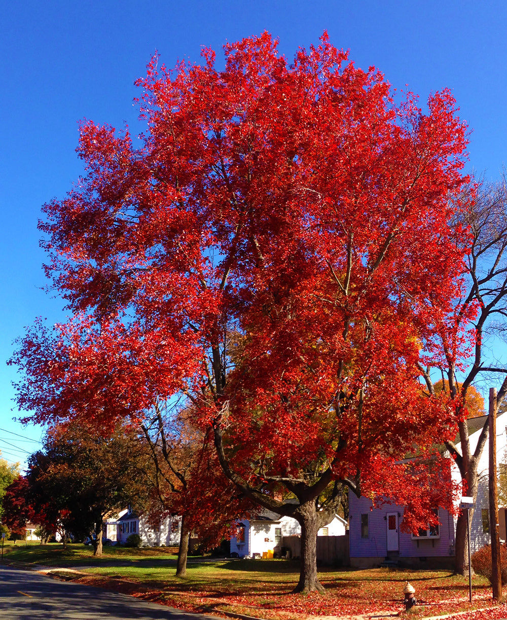 Northern Red Maple Tree | Premium Seeds | Acer rubrum 'Summer' | Plants'Ā® - Plants'