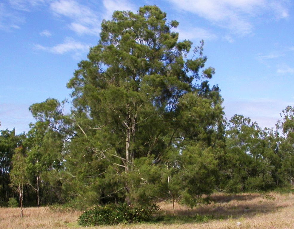 Australian River Pine Tree | Premium Seeds | Casuarina cunninghamiana | Plants'® - Plants'