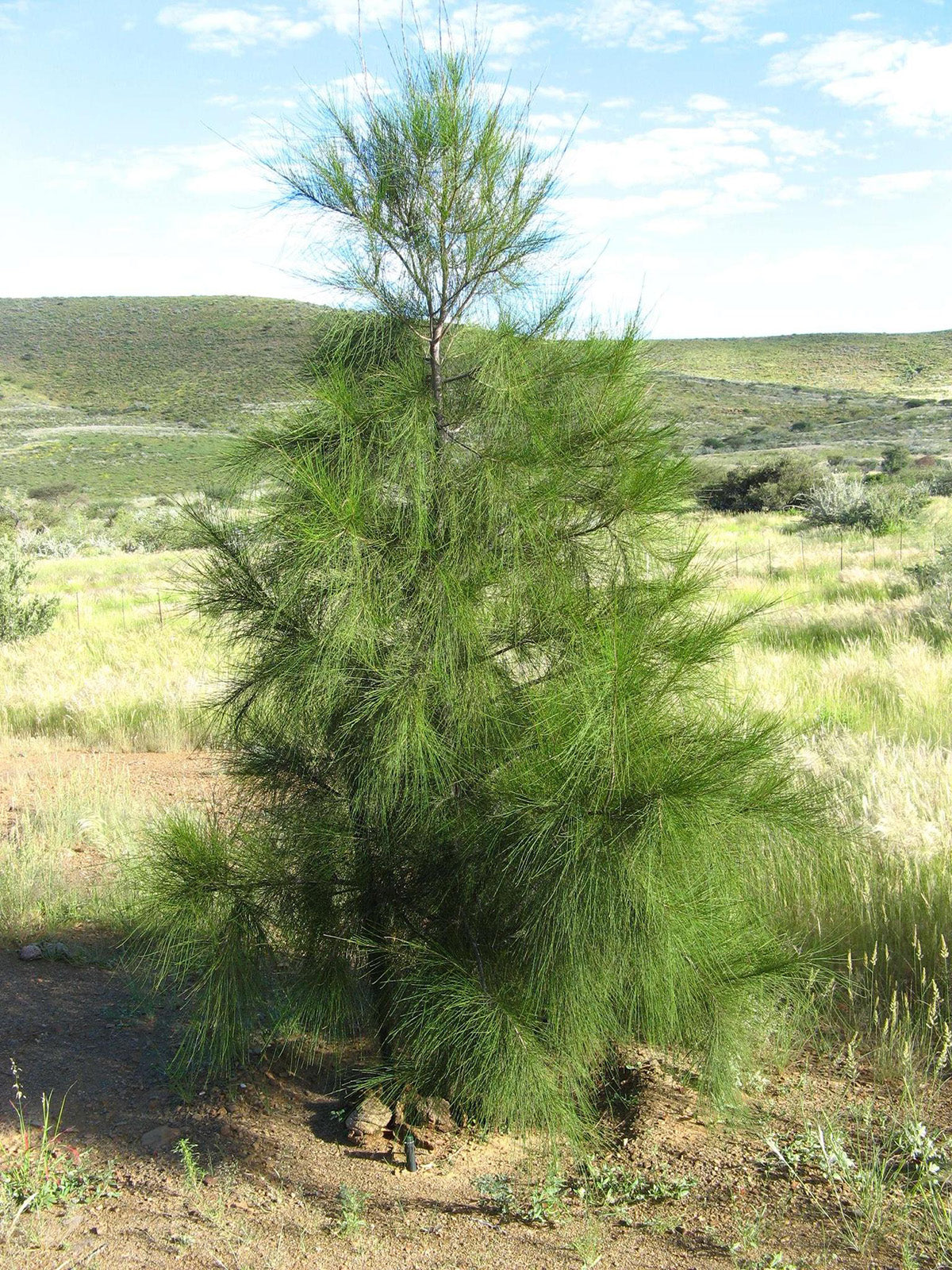 Australian River Pine Tree | Premium Seeds | Casuarina cunninghamiana | Plants'® - Plants'