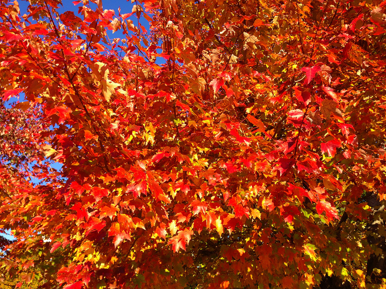 Northern Red Maple Tree | Premium Seeds | Acer rubrum 'Summer' | Plants'Ā® - Plants'
