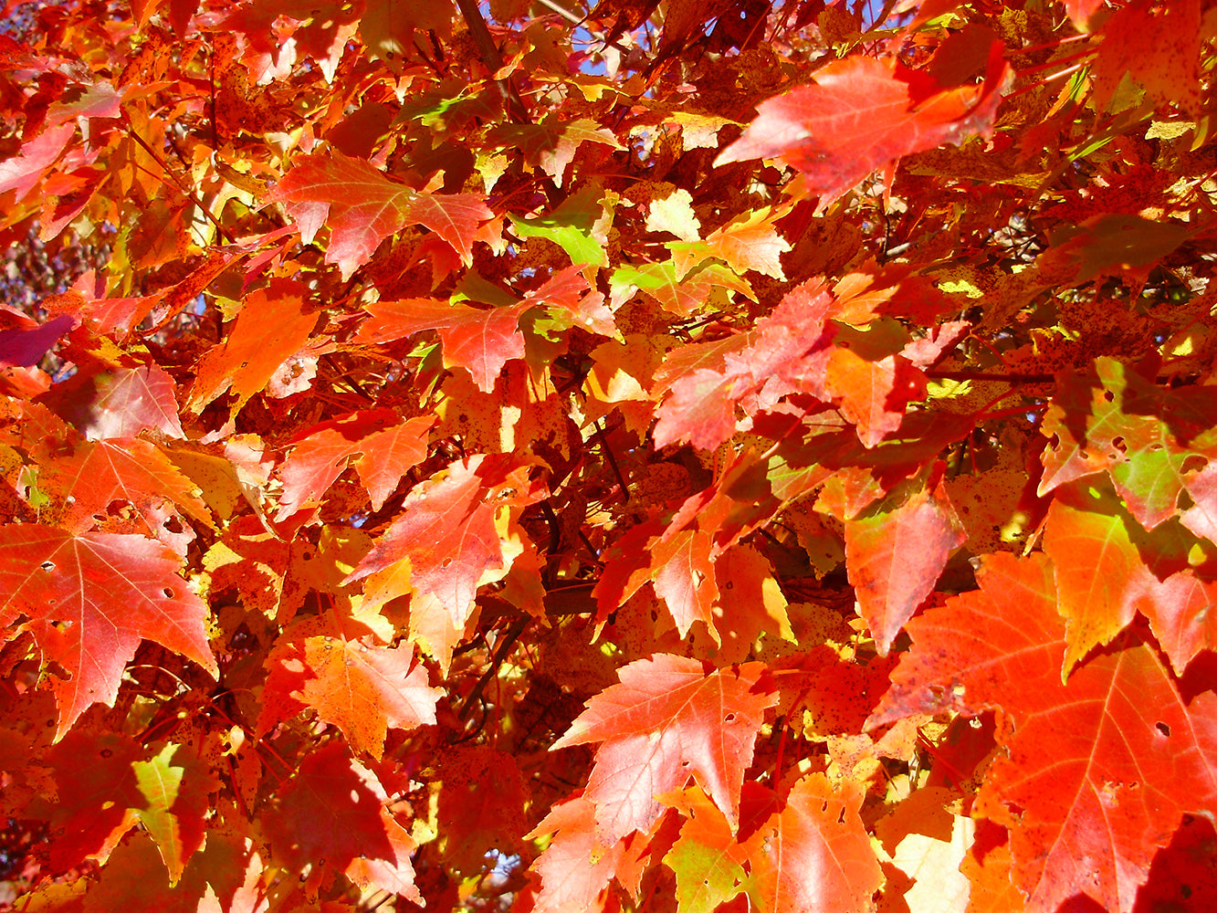 Southern Red Maple Tree | Premium Seeds | Acer rubrum 'Summer' | Plants'Ā® - Plants'