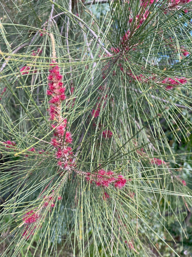 Australian River Pine Tree | Premium Seeds | Casuarina cunninghamiana | Plants'® - Plants'