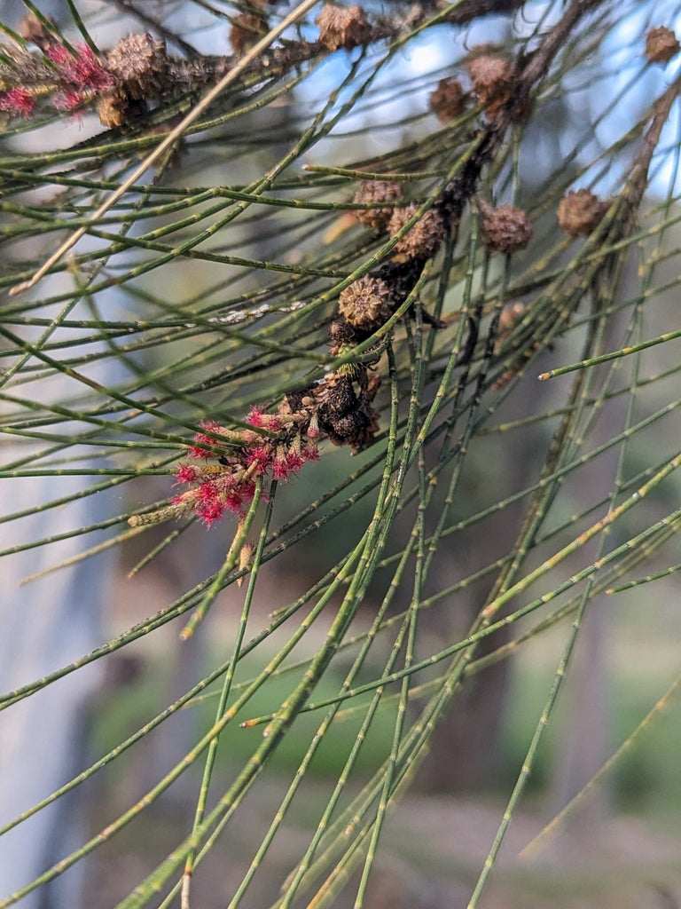 Australian River Pine Tree | Premium Seeds | Casuarina cunninghamiana | Plants'® - Plants'