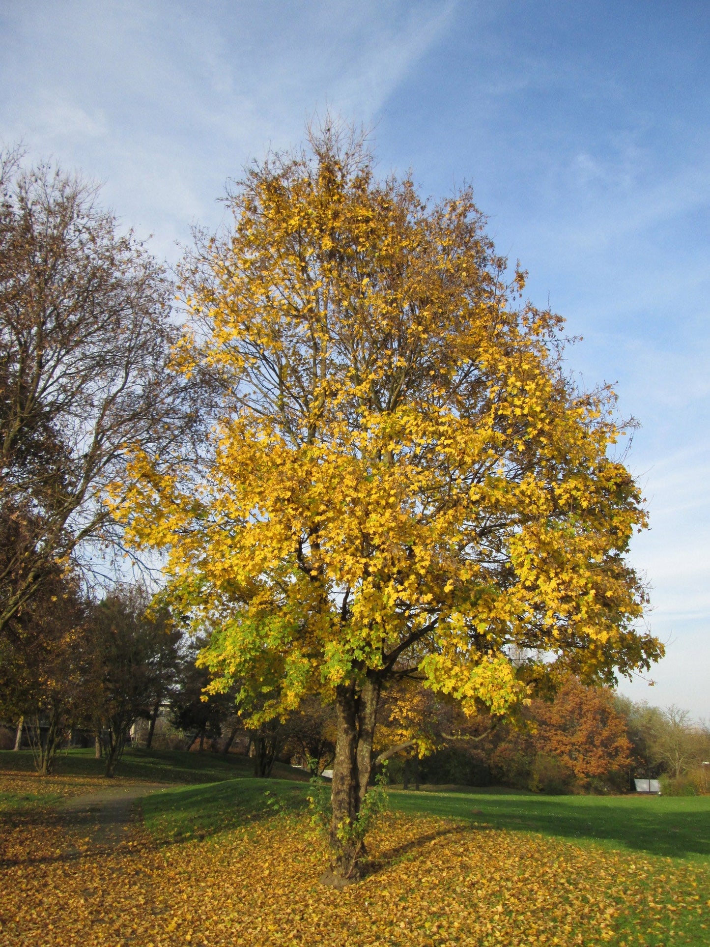 Field Maple Tree | Premium Seeds | Acer campestre 'Fall' | Plants'® - Plants'