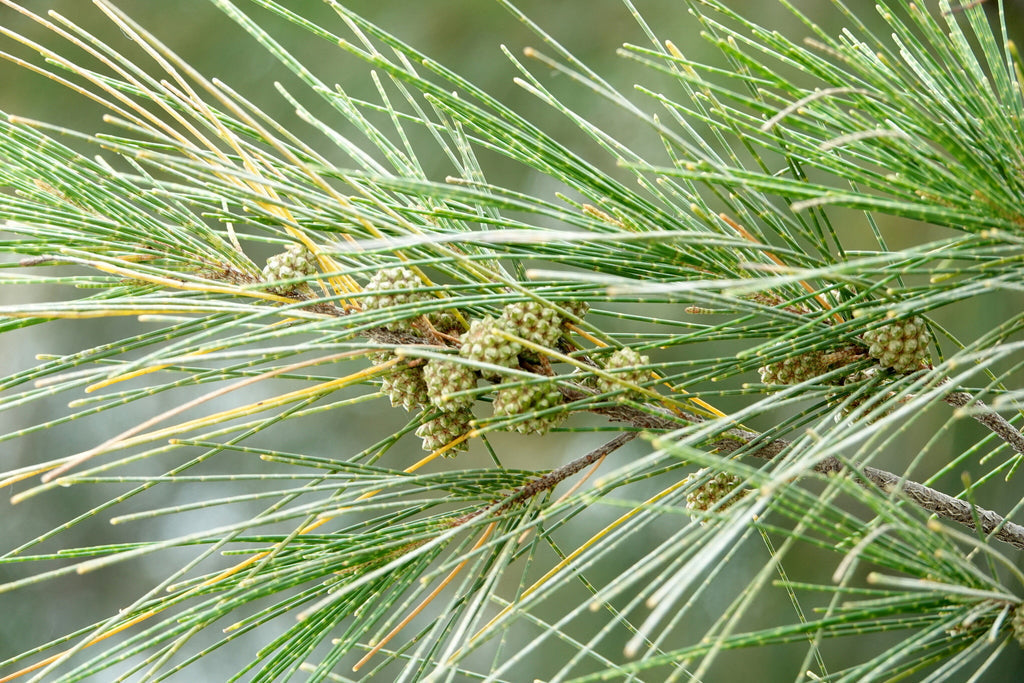 Australian River Pine Tree | Premium Seeds | Casuarina cunninghamiana | Plants'® - Plants'