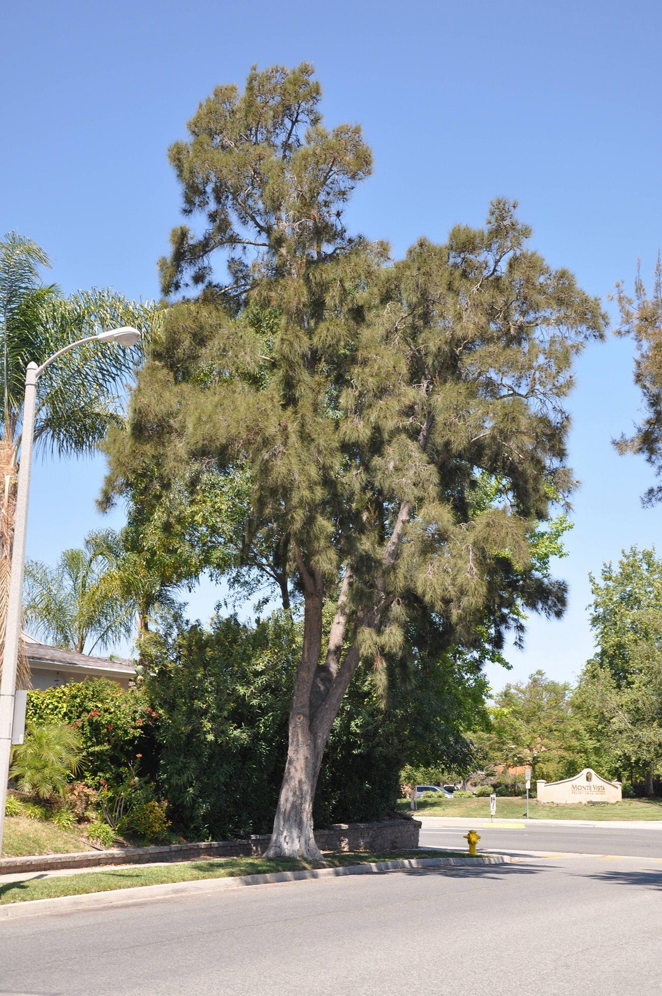Australian River Pine Tree | Premium Seeds | Casuarina cunninghamiana | Plants'® - Plants'