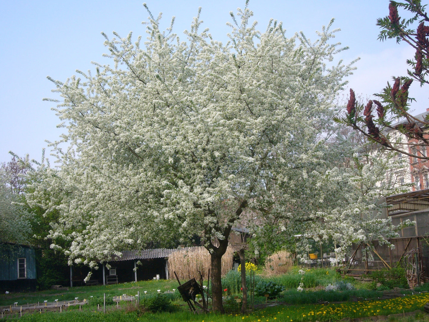 Arabian Cherry Tree in a garden during Spring, Species: Prunus mahaleb, white flowers, small tree. Shop premium seeds at www.plantsamerica.com