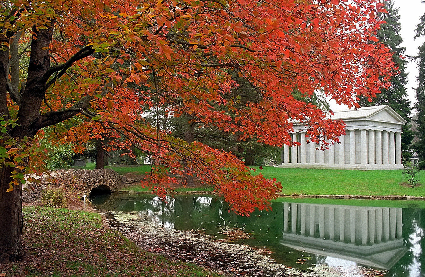 Northern Red Maple Tree | Premium Seeds | Acer rubrum 'Summer' | Plants'Ā® - Plants'
