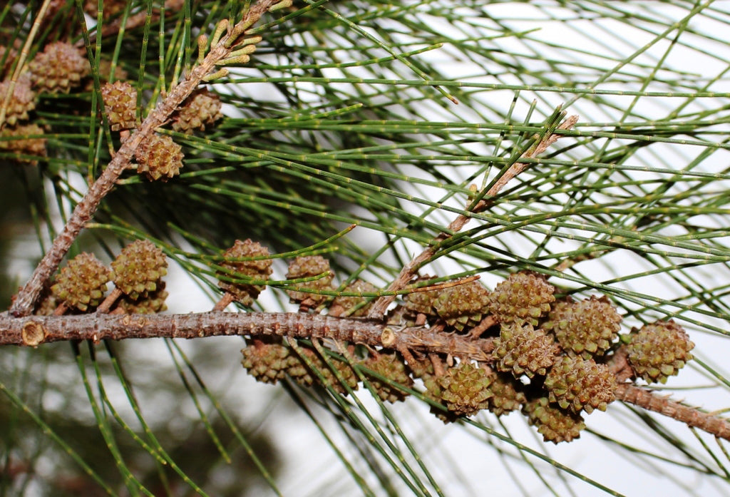 Australian River Pine Tree | Premium Seeds | Casuarina cunninghamiana | Plants'® - Plants'