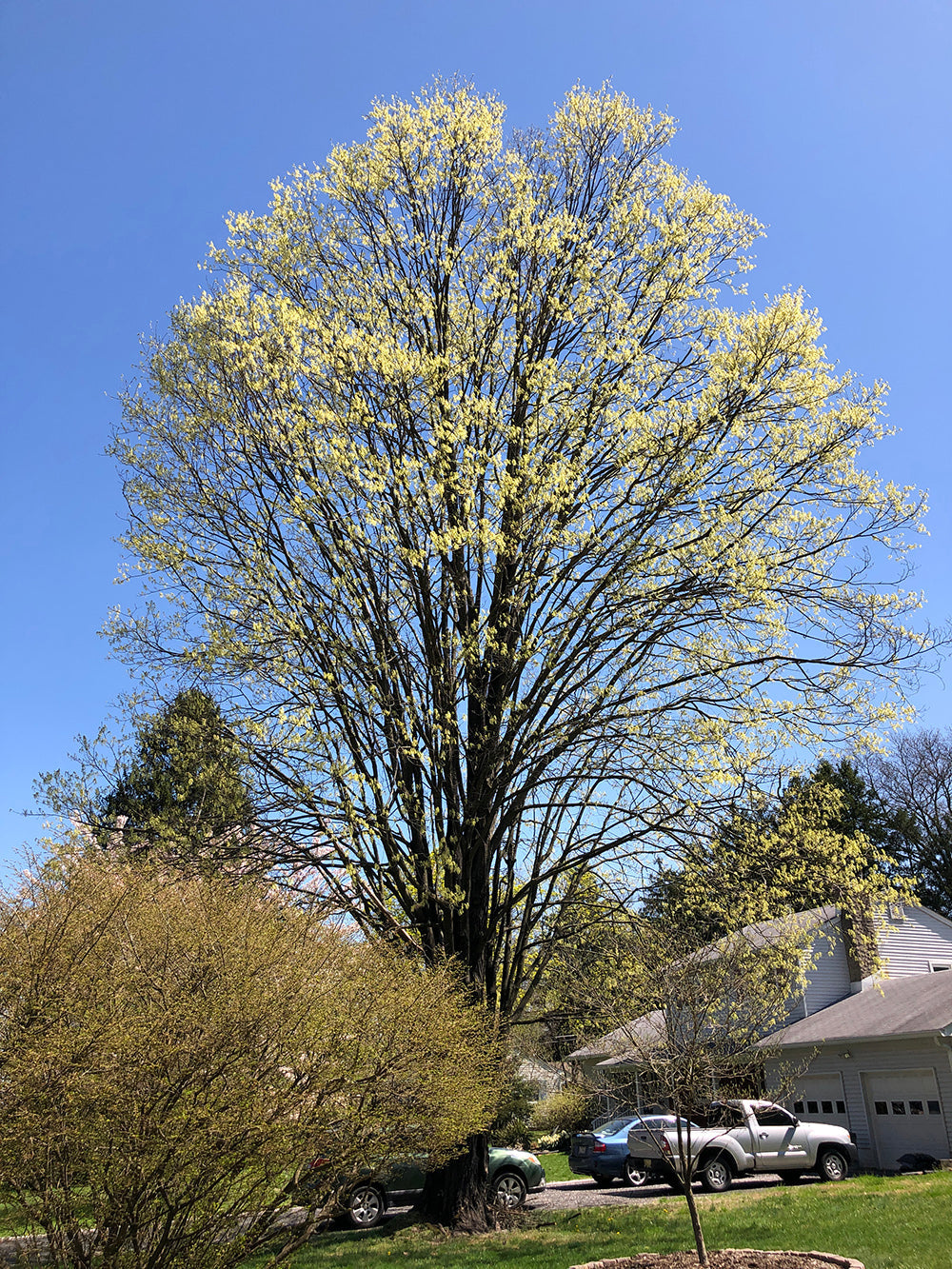 Northern Sugar Maple Tree | Premium Seeds | Acer saccharum 'Summer' | Plants'® - Plants'