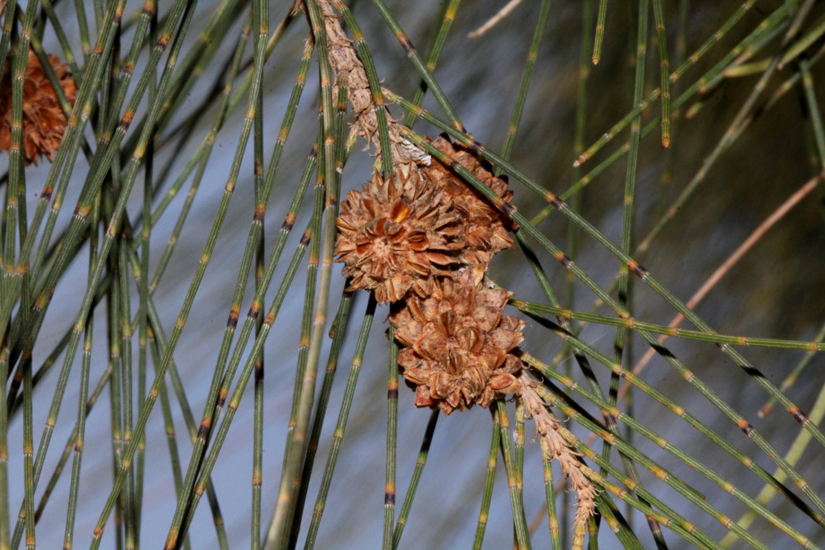 Australian River Pine Tree | Premium Seeds | Casuarina cunninghamiana | Plants'® - Plants'