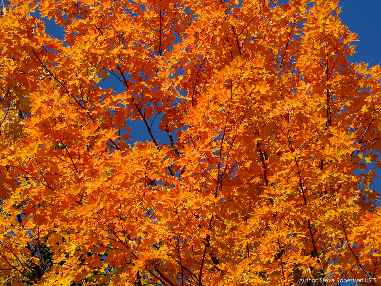 Northern Sugar Maple Tree | Premium Seeds | Acer saccharum 'Summer' | Plants'® - Plants'