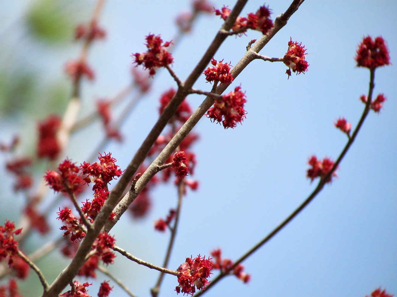 Northern Red Maple Tree | Premium Seeds | Acer rubrum 'Summer' | Plants'Ā® - Plants'