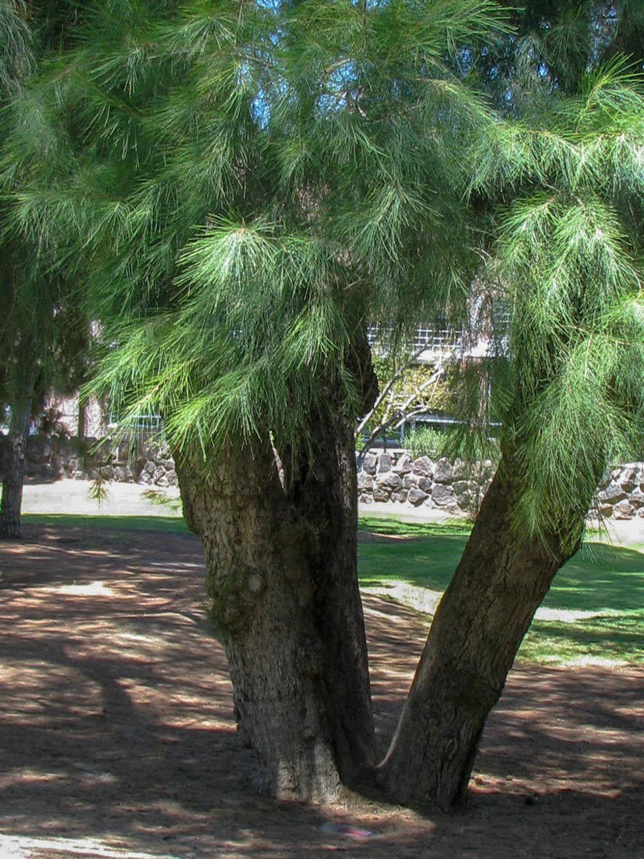 Australian Beach Pine Tree | Premium Seeds | Casuarina equisetifolia | Plants'® - Plants'