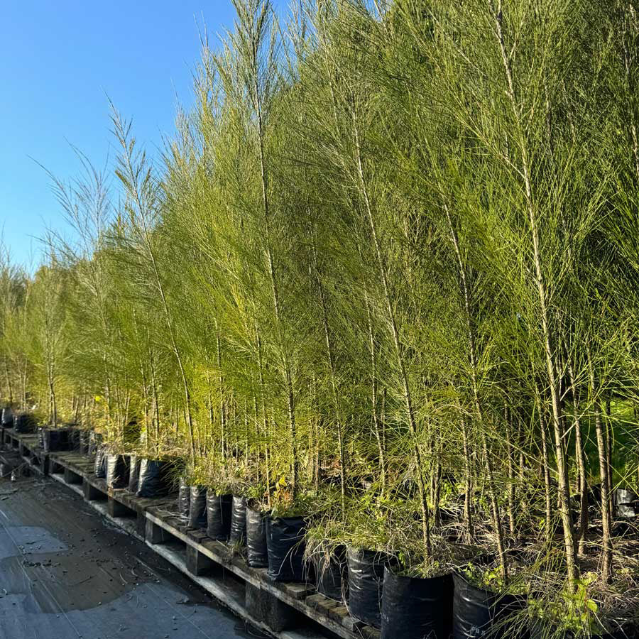 Australian River Pine Tree | Premium Seeds | Casuarina cunninghamiana | Plants'® - Plants'