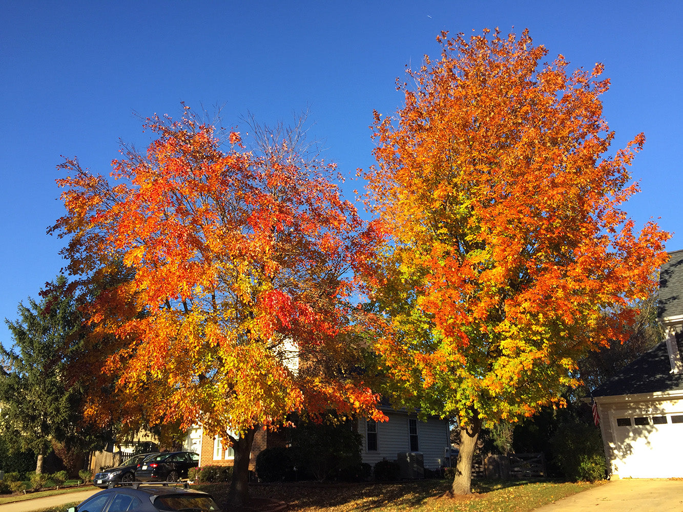 Northern Sugar Maple Tree | Premium Seeds | Acer saccharum 'Summer' | Plants'® - Plants'
