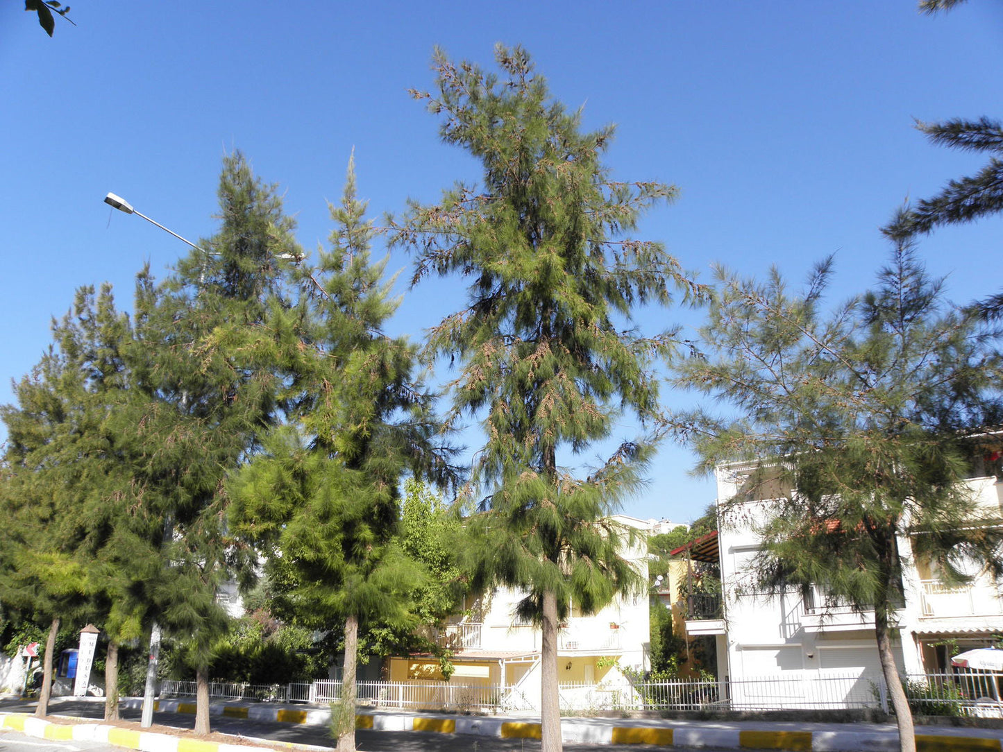 Australian River Pine Tree | Premium Seeds | Casuarina cunninghamiana | Plants'® - Plants'