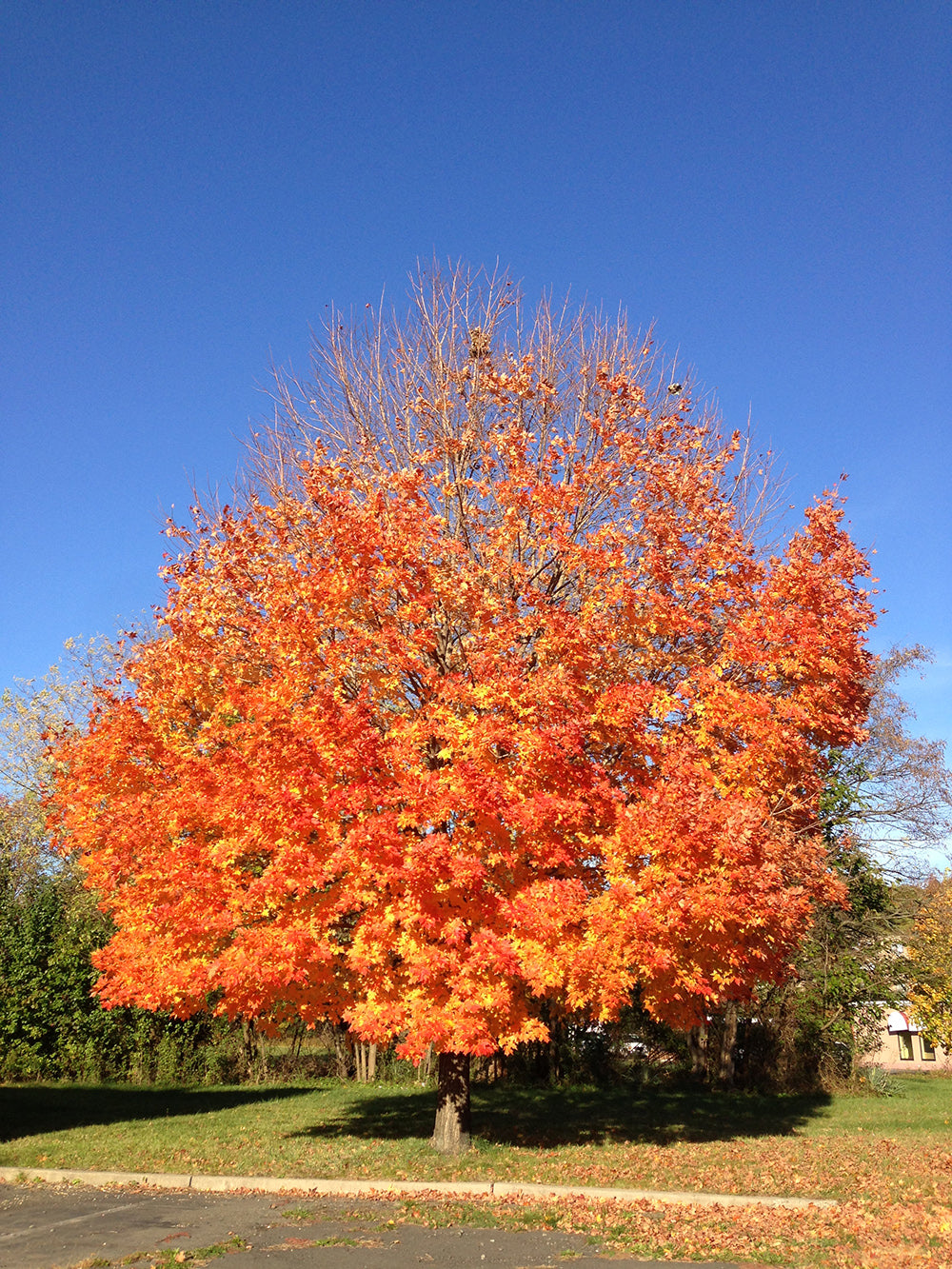 Northern Sugar Maple Tree | Premium Seeds | Acer saccharum 'Summer' | Plants'® - Plants'