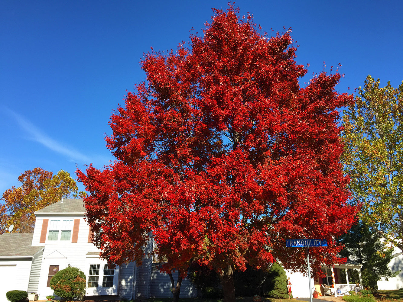 Southern Red Maple Tree | Premium Seeds | Acer rubrum 'Summer' | Plants'Ā® - Plants'