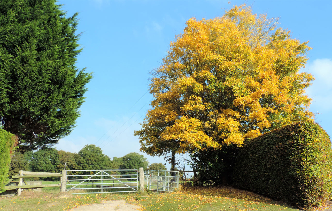 Field Maple Tree | Premium Seeds | Acer campestre 'Fall' | Plants'® - Plants'