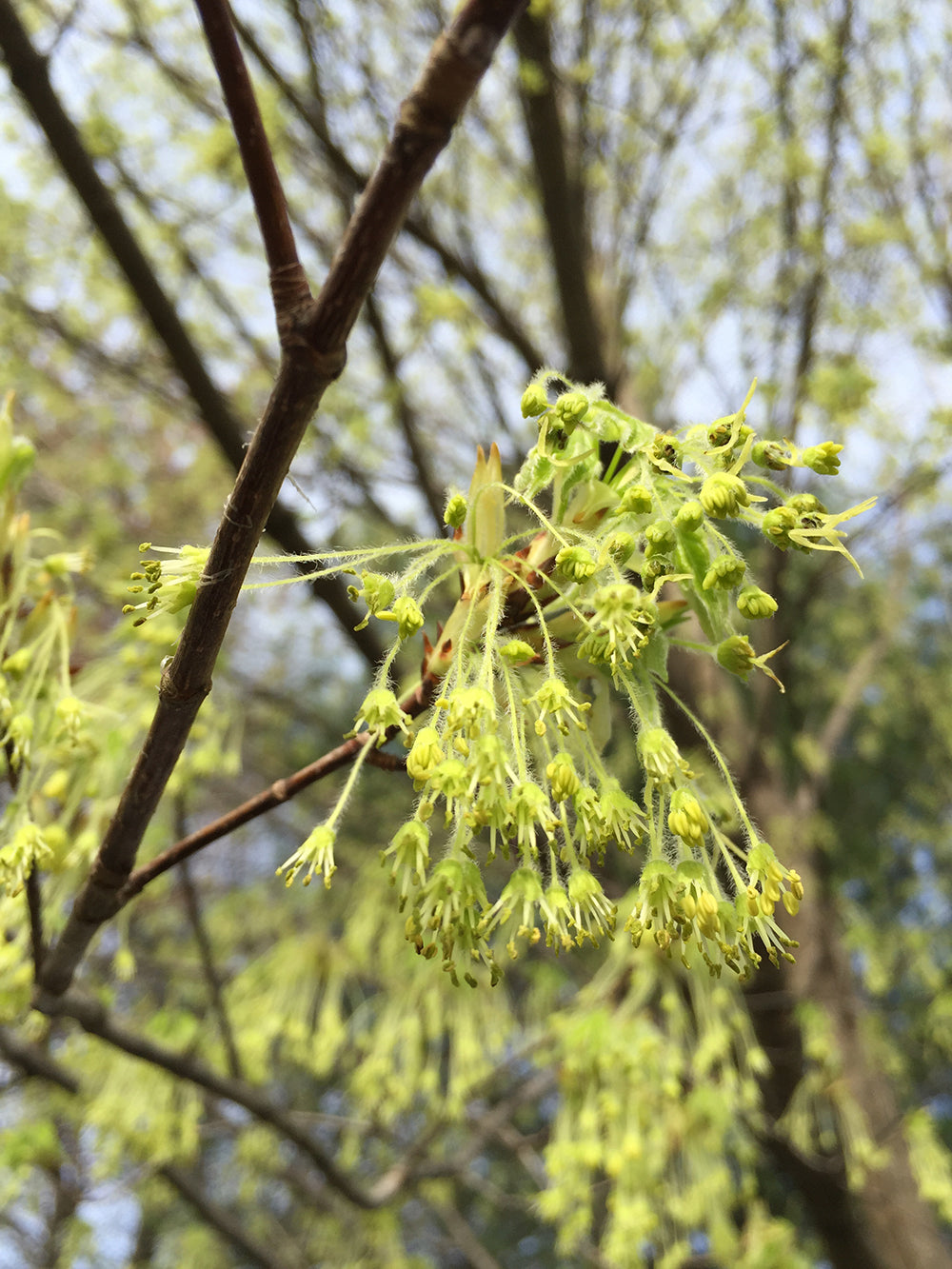 Northern Sugar Maple Tree | Premium Seeds | Acer saccharum 'Summer' | Plants'® - Plants'