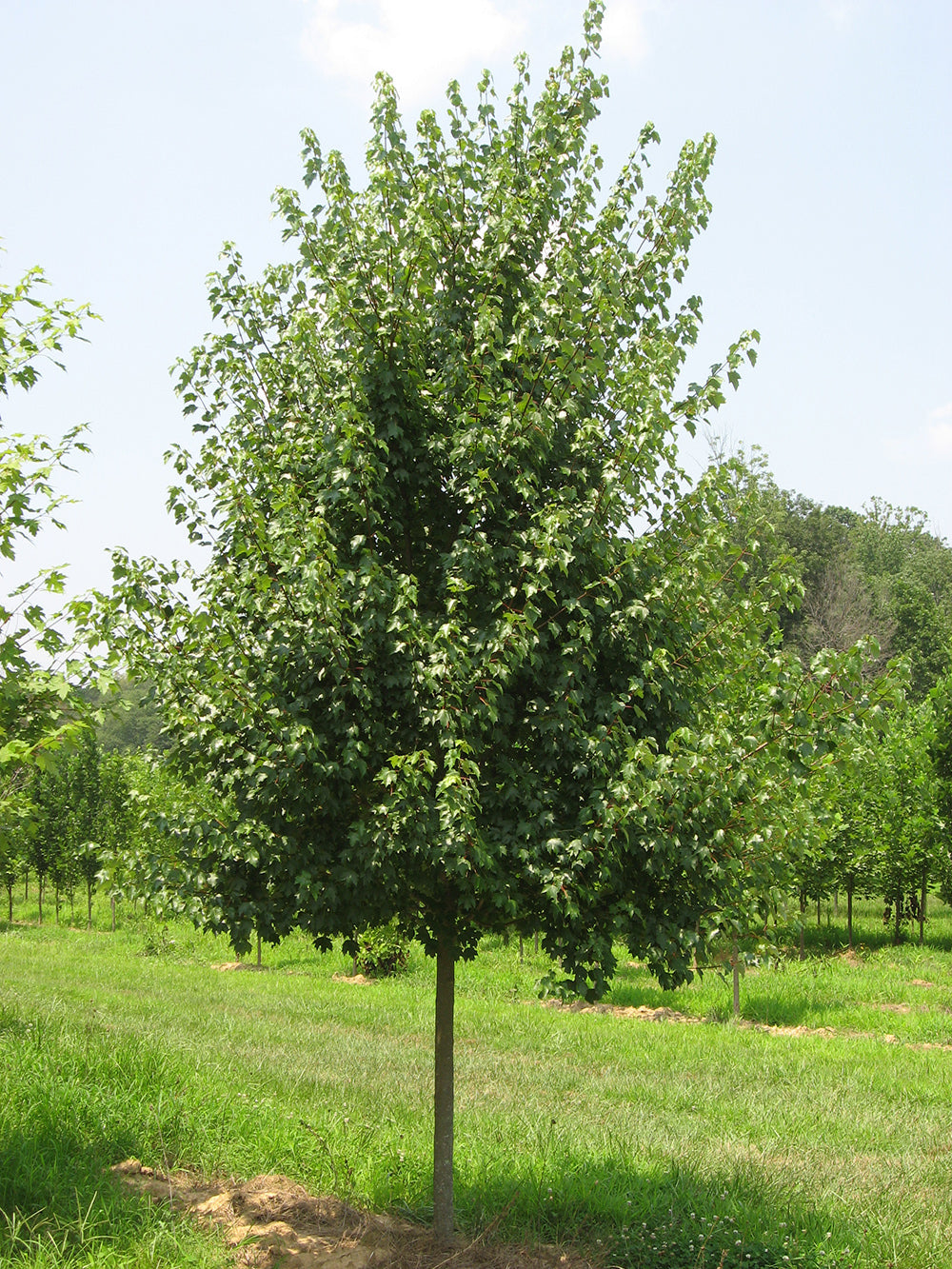 Southern Red Maple Tree | Premium Seeds | Acer rubrum 'Summer' | Plants'Ā® - Plants'
