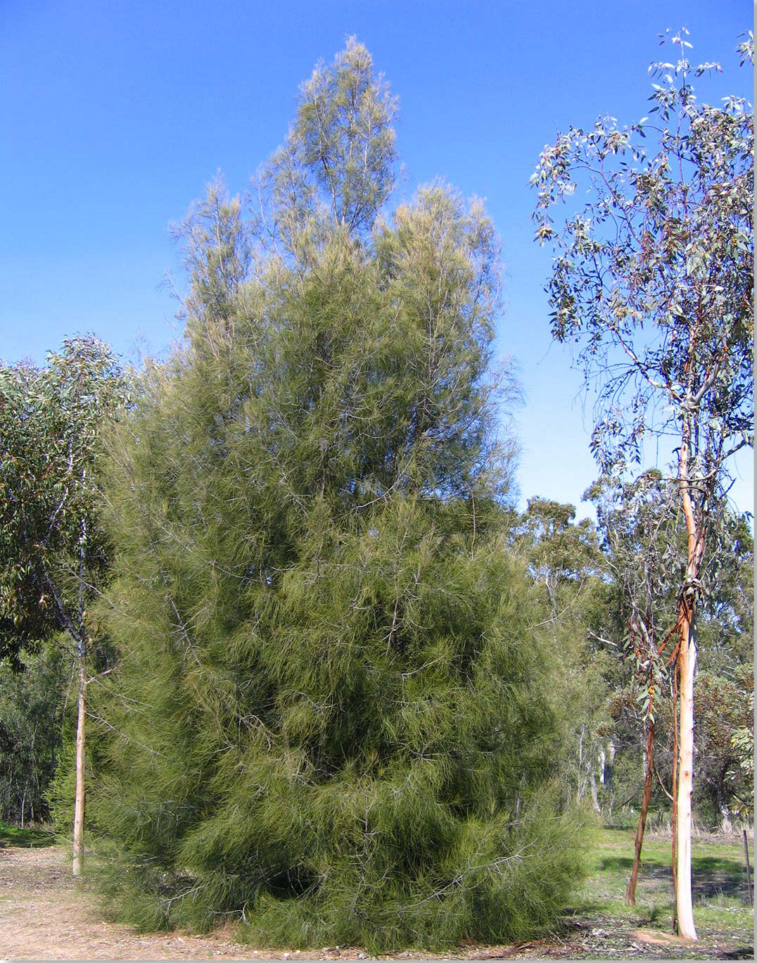 Australian River Pine Tree | Premium Seeds | Casuarina cunninghamiana | Plants'® - Plants'