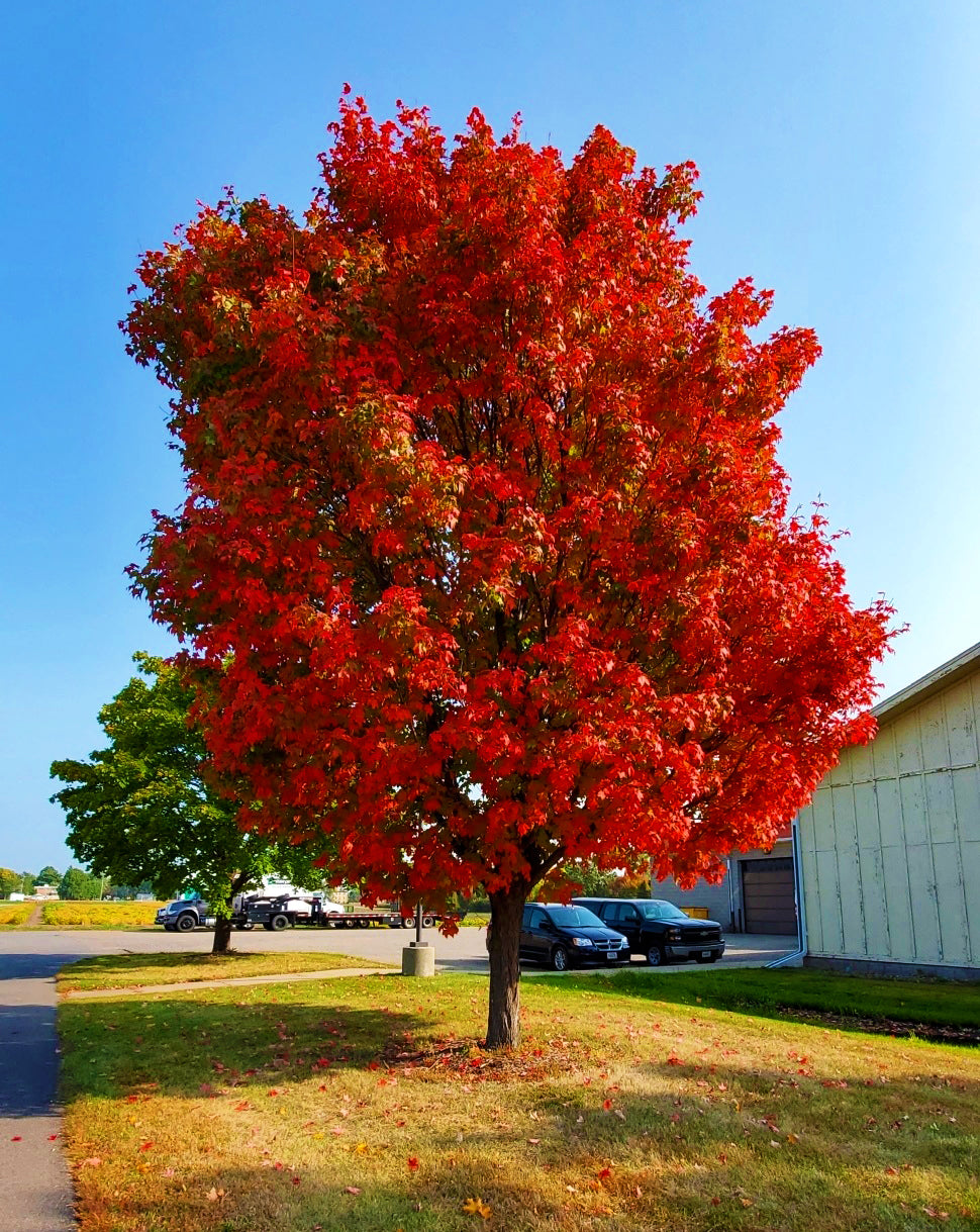 Northern Red Maple Tree | Premium Seeds | Acer rubrum 'Summer' | Plants'Ā® - Plants'