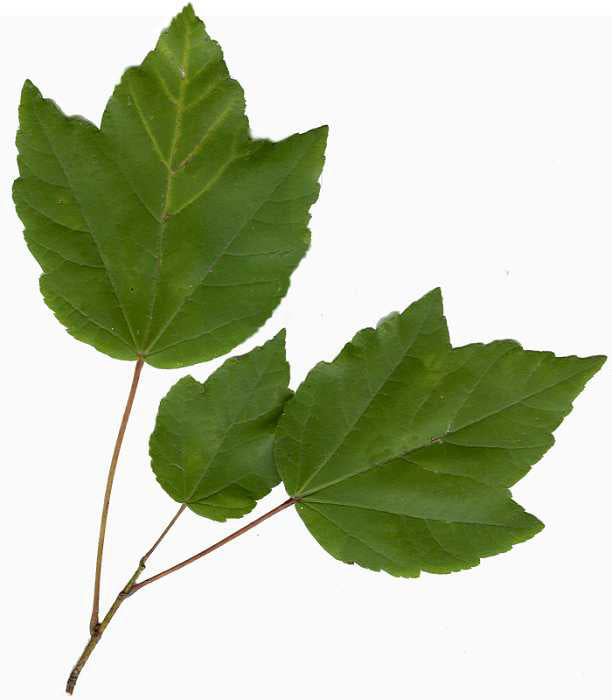 Northern Red Maple Tree | Premium Seeds | Acer rubrum 'Summer' | Plants'Ā® - Plants'