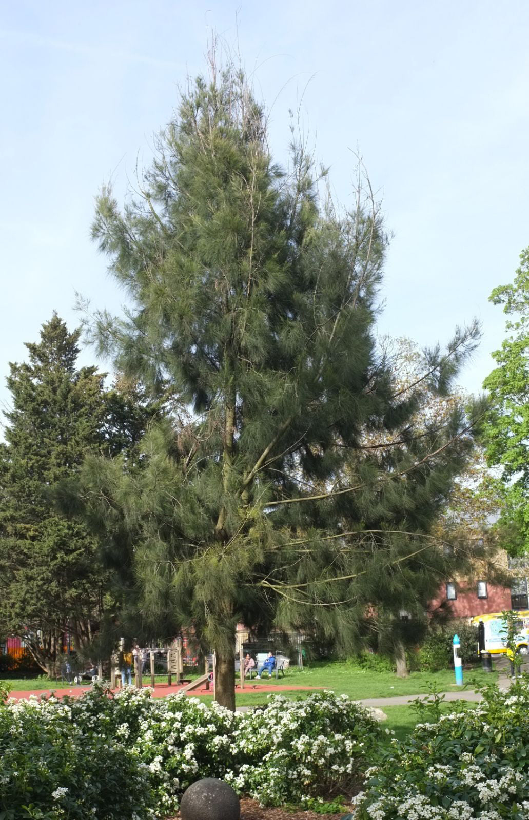 Australian River Pine Tree | Premium Seeds | Casuarina cunninghamiana | Plants'® - Plants'