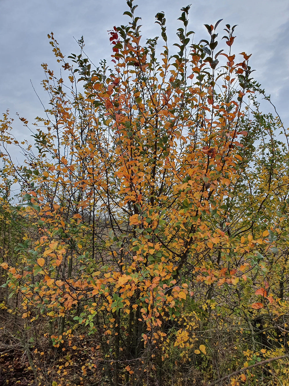 French Wild Apple | Premium Seeds | Malus sylvestris 'Fruit' | Plants'® - Plants'