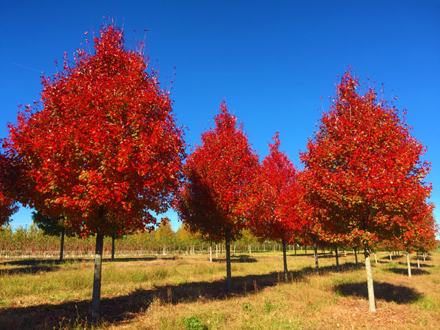Northern Red Maple Tree | Premium Seeds | Acer rubrum 'Summer' | Plants'Ā® - Plants'