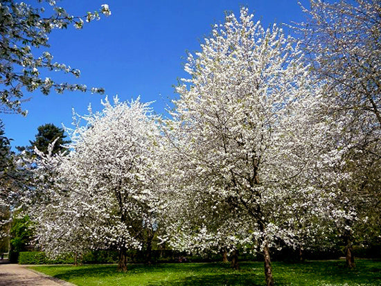European Sweet Cherry | Premium Seeds | Prunus avium 'Fruit' | Plants'® - Plants'