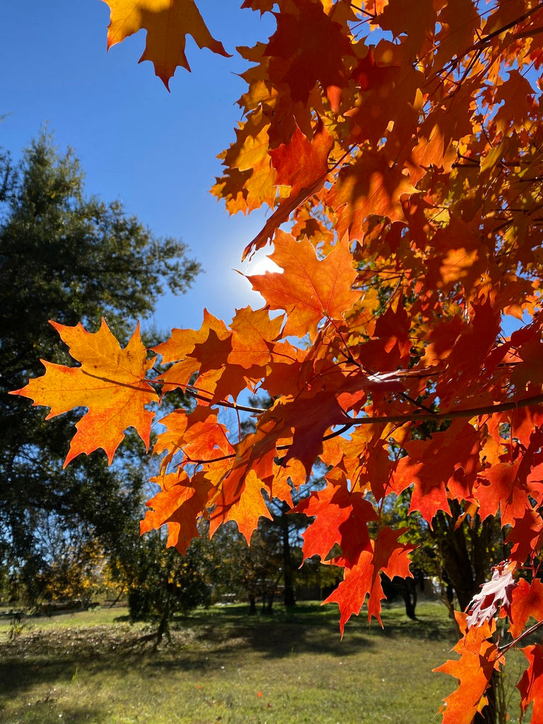 Northern Sugar Maple Tree | Premium Seeds | Acer saccharum 'Summer' | Plants'® - Plants'