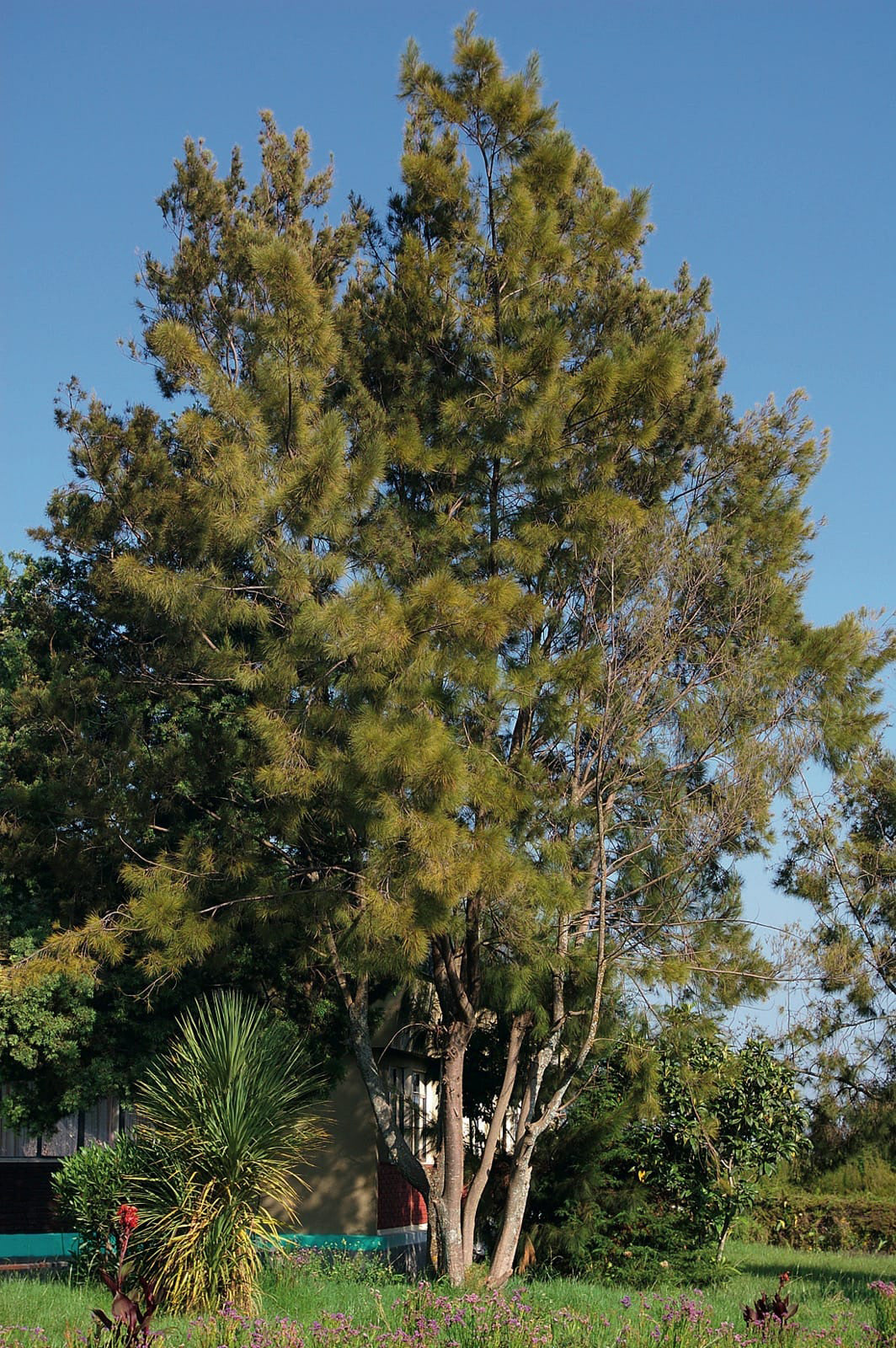Australian River Pine Tree | Premium Seeds | Casuarina cunninghamiana | Plants'® - Plants'