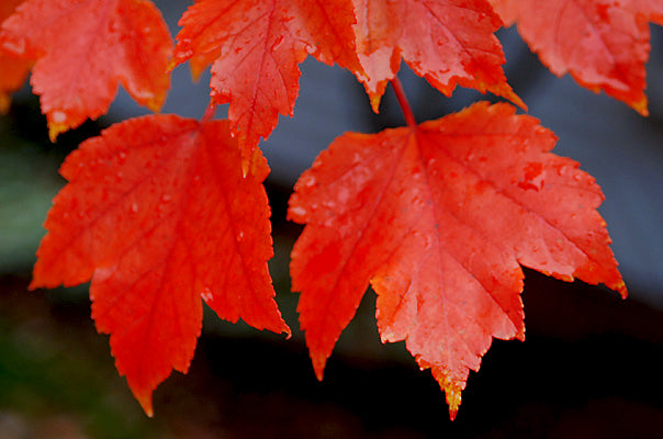 Northern Red Maple Tree | Premium Seeds | Acer rubrum 'Summer' | Plants'Ā® - Plants'