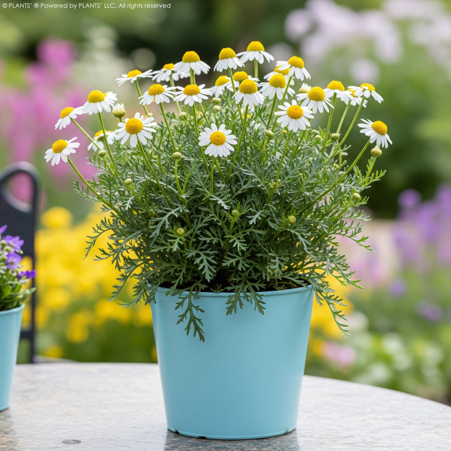 German Chamomile Flowers | Premium Seeds | Matricaria recutita 'German' | Plants'®