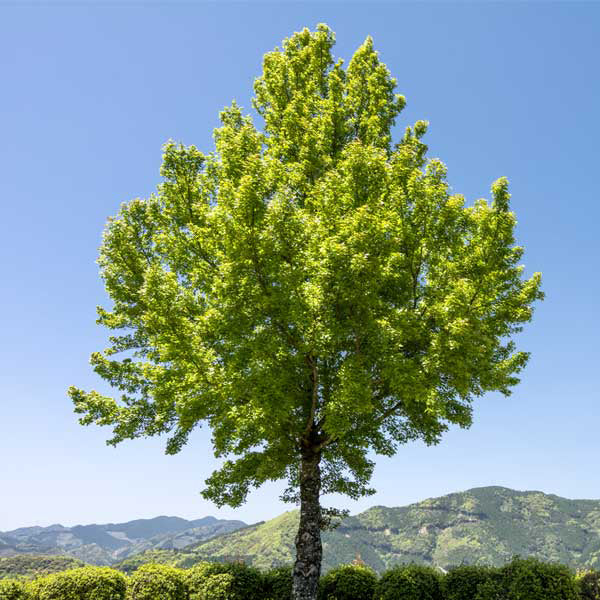 Trident Maple Tree | Premium Seeds | Acer buergerianum 'Summer' | Plants'® - Plants'