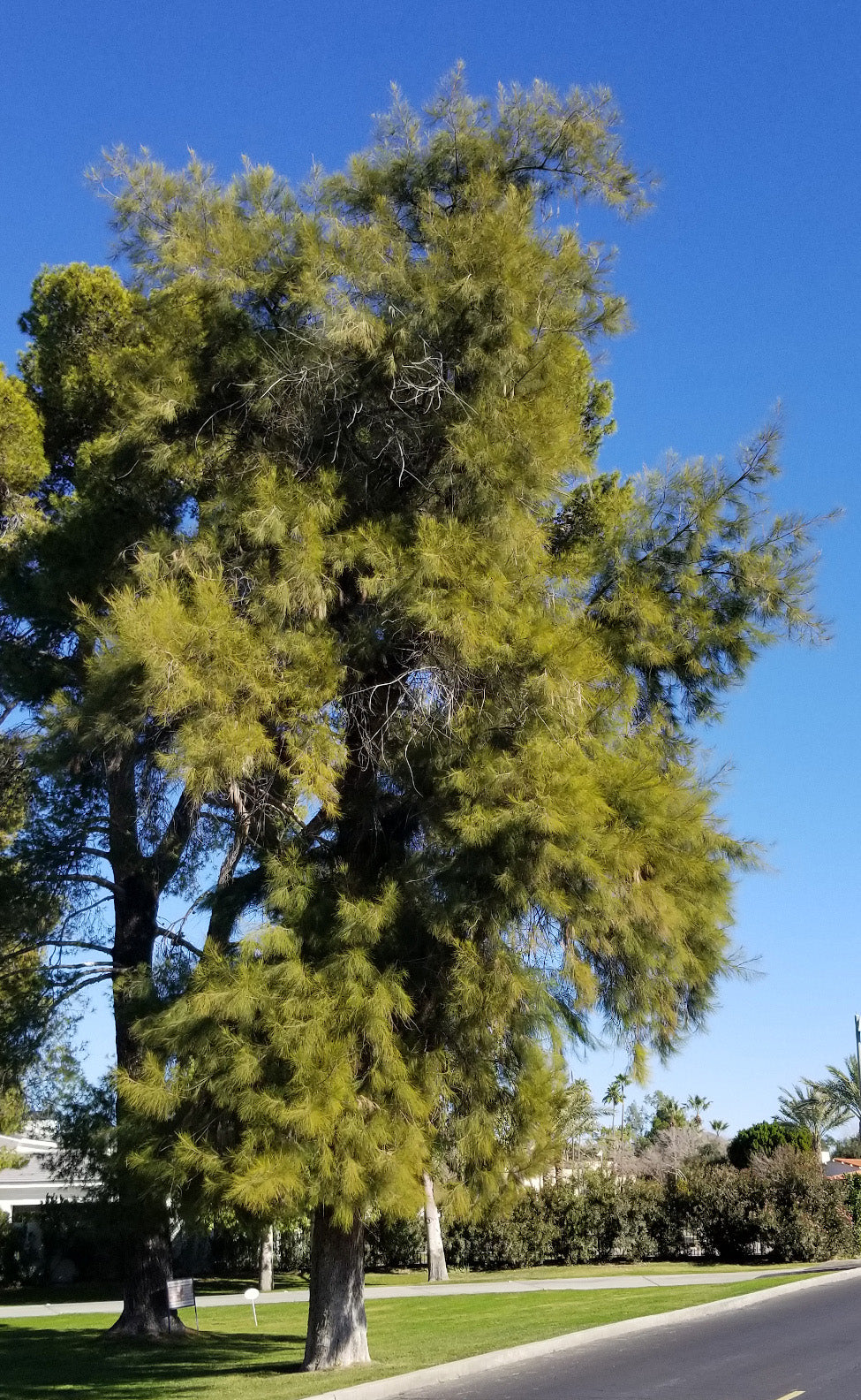 Australian River Pine Tree | Premium Seeds | Casuarina cunninghamiana | Plants'® - Plants'