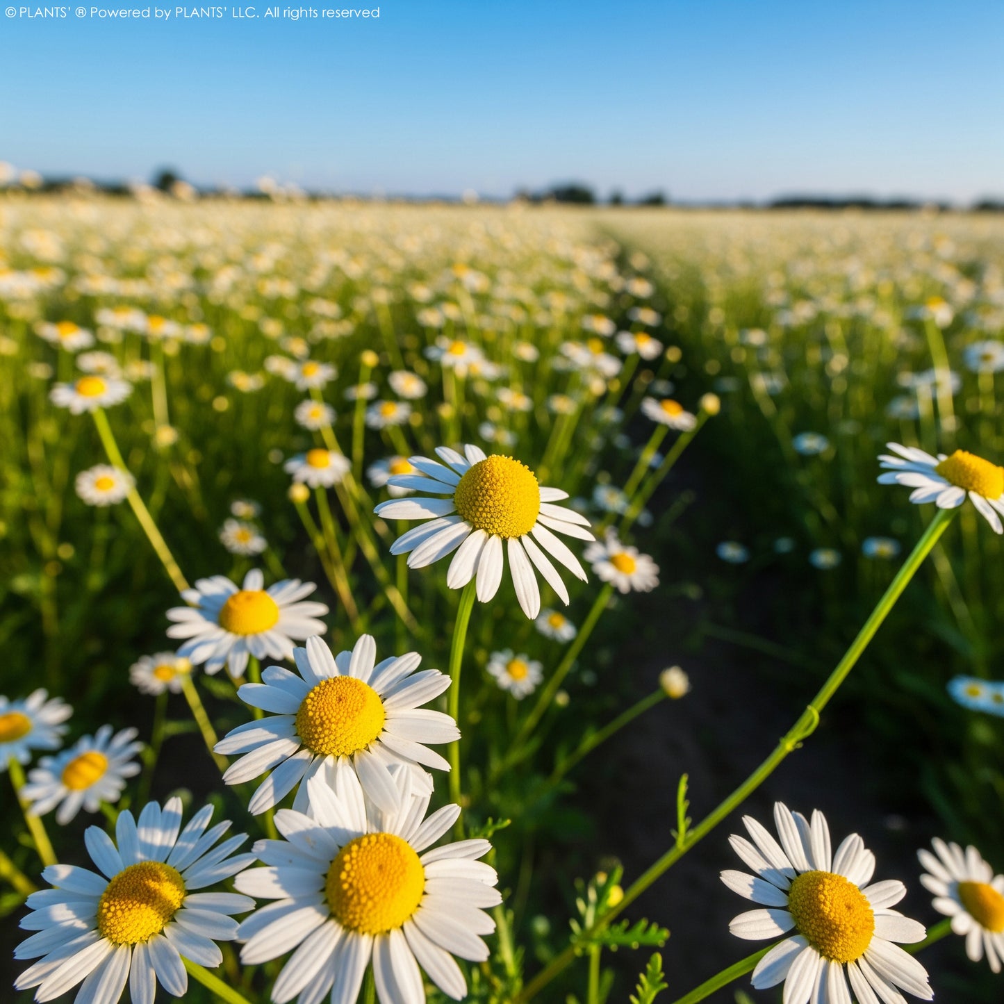 German Chamomile Flowers | Premium Seeds | Matricaria recutita 'German' | Plants'®